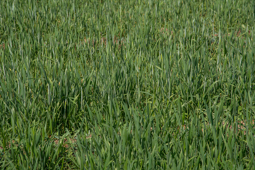Young grain on a field in spring