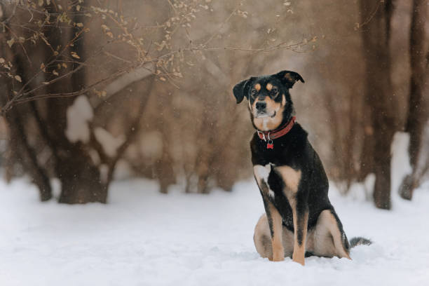 istock adorable mixed breed dog posing outdoors in winter 1187842626
