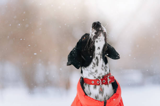 istock adorable mixed breed dog posing outdoors in winter 1187842745