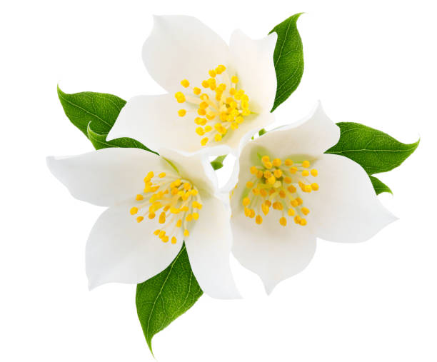 istock Jasmine branch isolated on white background 1187843020