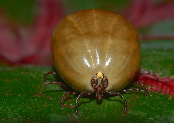 Female of a tick Amblyomma ovale full of blood. stock photo