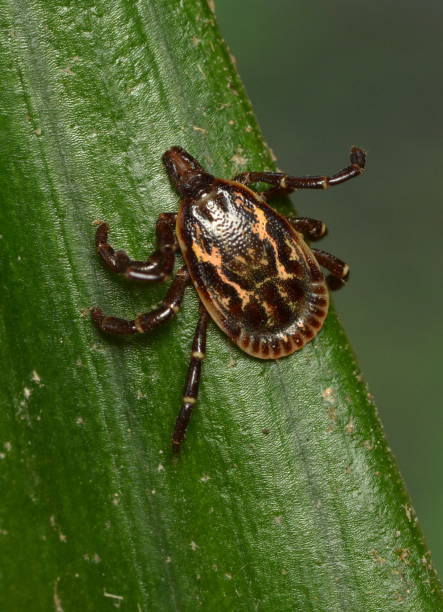 istock Tick Amblyomma ovale, male looking for a host. 1187843155
