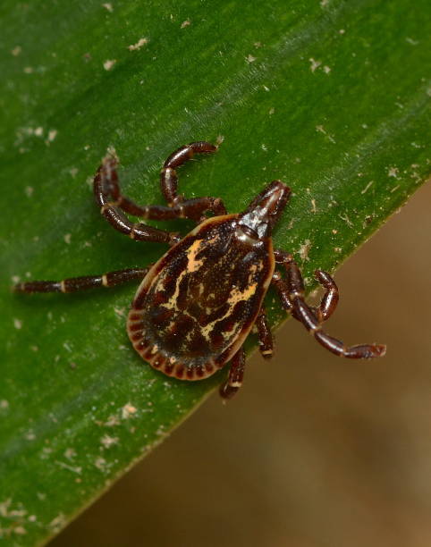 istock Tick Amblyomma ovale, male looking for a host. 1187843164