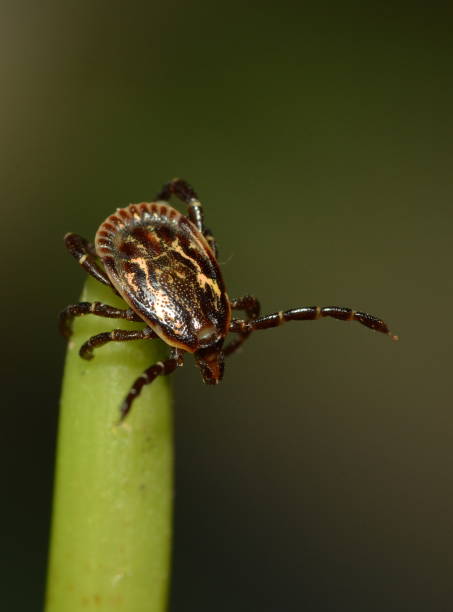 Tick Amblyomma ovale, male looking for a host. stock photo