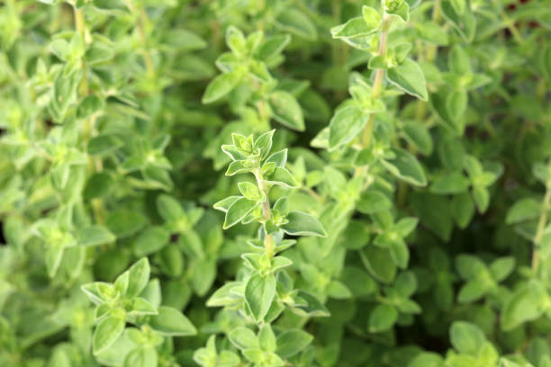 fresh oregano in herb garden in germany - oregano herb garden herb gardens imagens e fotografias de stock