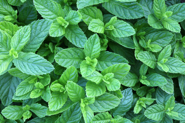 istock Fresh Mint in Herb Garden in Germany 1187844385