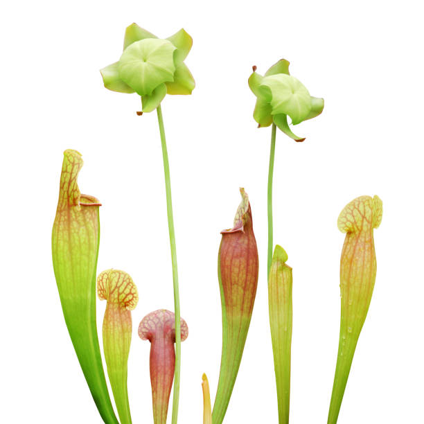 Sarracenia Hybrid Pitcher Plants Isolated on White Background with Clipping Path