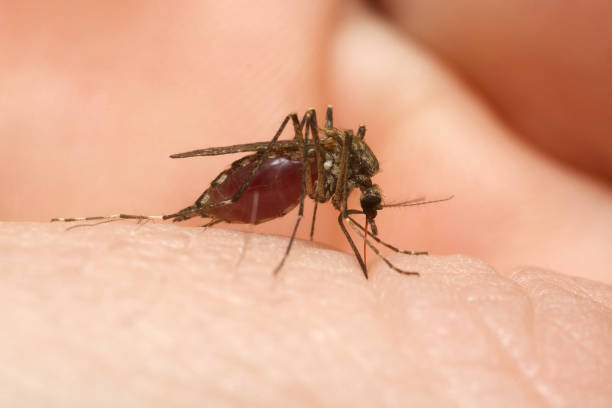 istock Mosquito full of human blood. 1187845231