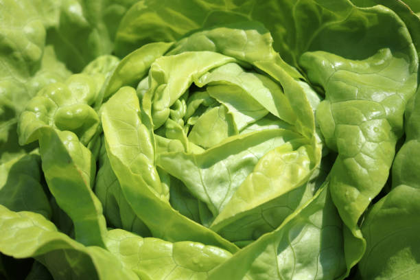 fresh organic butterhead lettuce on the field in germany - bibb lettuce imagens e fotografias de stock