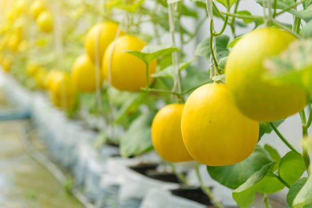 istock Fresh golden melon in farm 1187848391