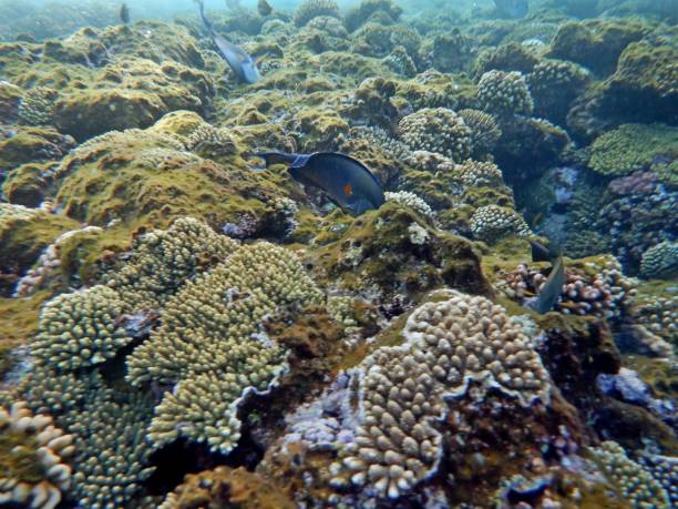 istock Underwater world with corals and tropical fish 1187848441