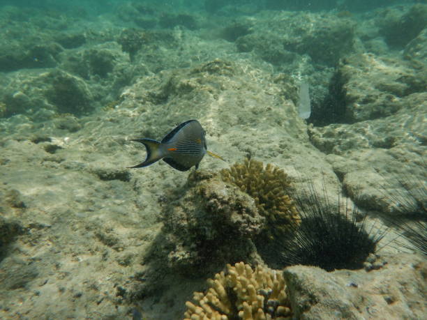 istock Underwater world with corals and tropical fish 1187848958