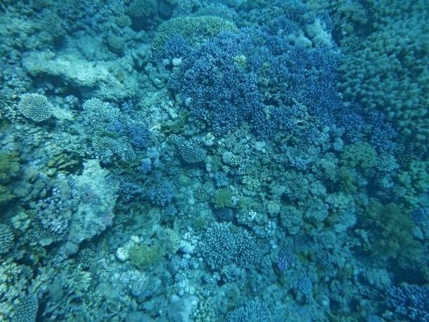 istock Underwater world with corals and tropical fish 1187849672