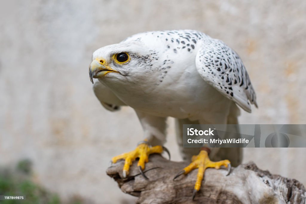 Portrait of a Gyr Falcon, Falco rusticolus, sitting on a stick Portrait of a Gyr Falcon, Falco rusticolus, sitting on a stick. Gyrfalcon Stock Photo