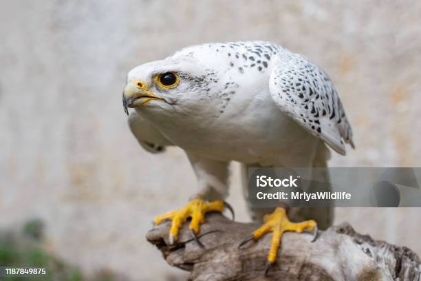 Portrait Of A Gyr Falcon Falco Rusticolus Sitting On A Stick Stock Photo - Download Image Now