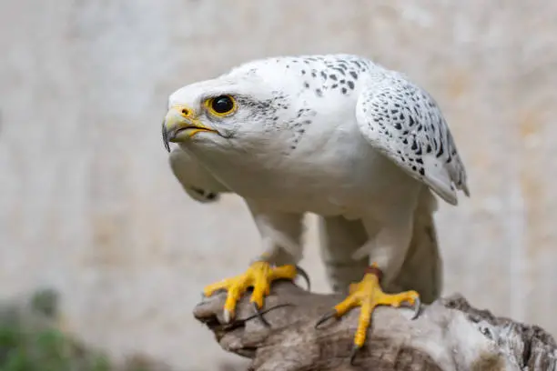 Portrait of a Gyr Falcon, Falco rusticolus, sitting on a stick.