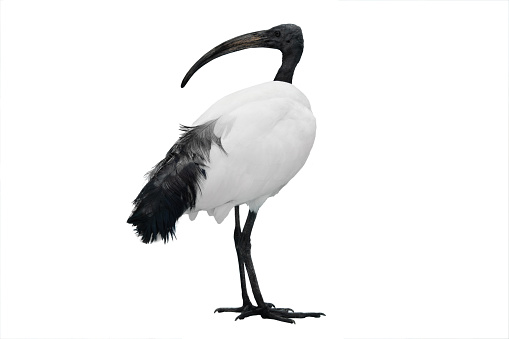 Glossy ibis (Plegadis falcinellus)