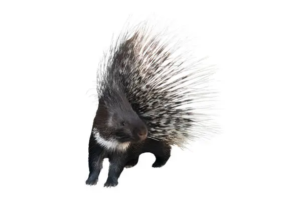 porcupine is isolated on a white background