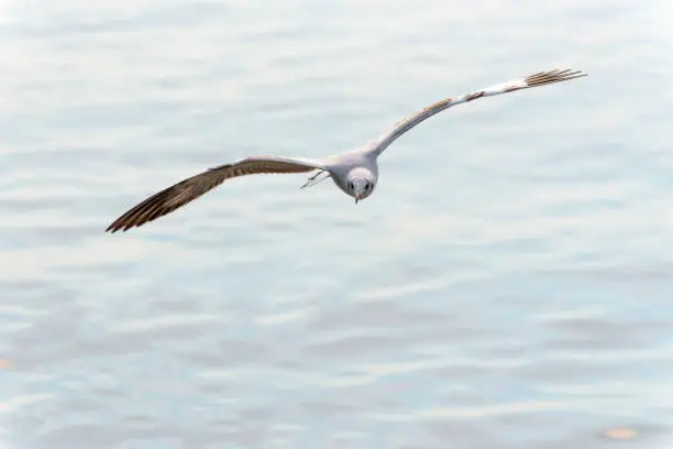 Photo of Closeup front seagull flying happily in the sky