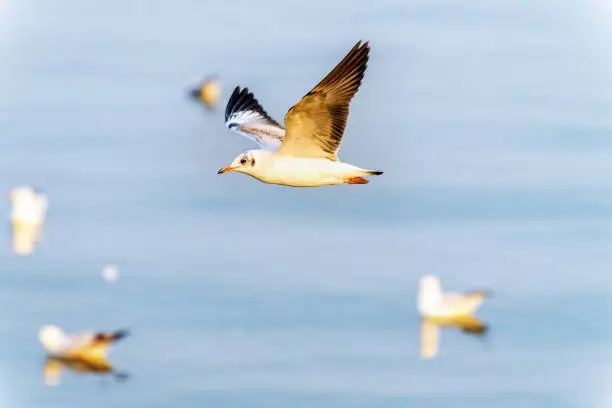 Photo of Closeup side view of seagull flying in the sky