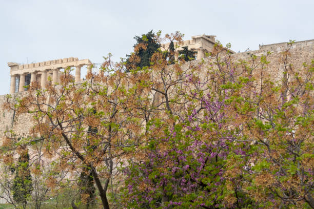 istock View on Acropolis in Athens from spring garden with blossoming trees 1187850946