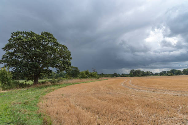 istock Hay bales in field with storm clouds 1187854279