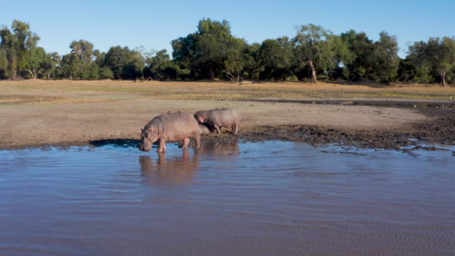 Aerial view of five hippopotamus  at the edge of a river, Zimbabwe