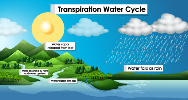 stockillustraties, clipart, cartoons en iconen met diagram toont transpiratie watercyclus - waterkringloop