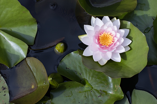 European plants outside: top view / birds eyes view of a pink blooming water lily (Nymphaea) in a pond