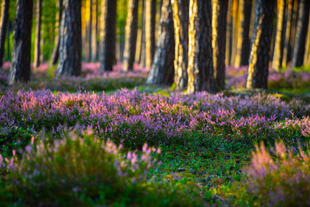 Beautiful landscape. Blooming heather in the forest.