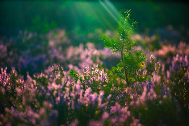 Close-up of young pine and blooming heather in sunlight.