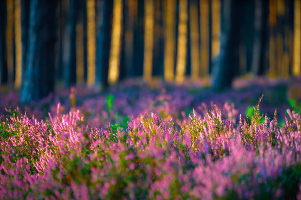 Close-up of d blooming heather in the forest.