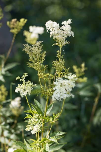 meadowsweet (Filipendula ulmaria) at the natural environment ouside with a unsharp green background