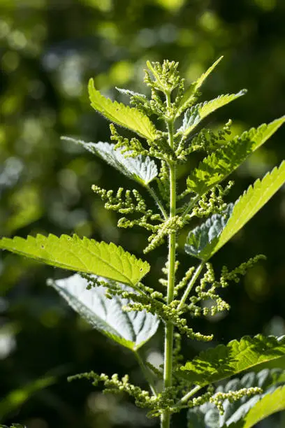European plants outside: single male stinging nettle (Urtica dioica) just before blooming outside with a dark unsharp background