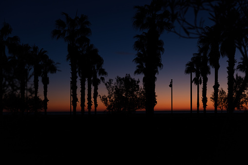 Silhouette of Palm Trees at Sunrise/Sunset at the Valencia beach