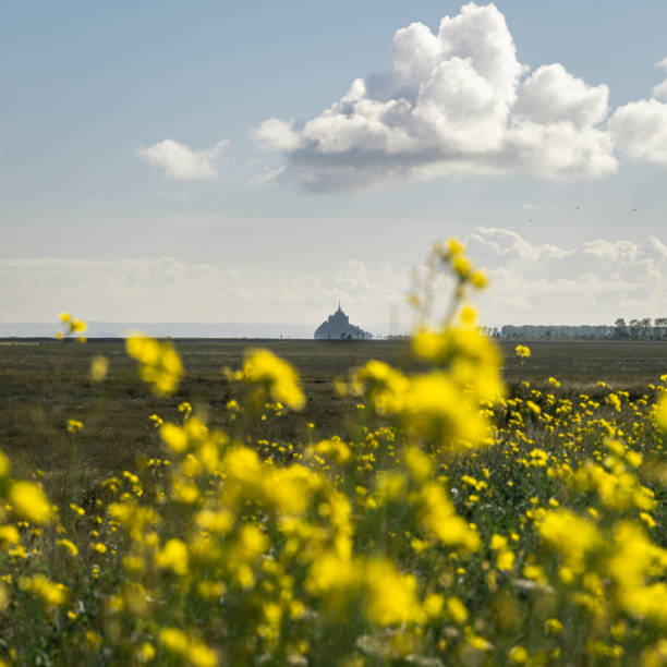 The Mont Saint Michel silhouette framed by yellow flowers in the foreground and the sky with a lovely cloud.