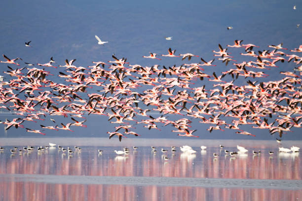 troupeau de flamants roses du lac manyara, tanzanie - lake manyara national park photos et images de collection