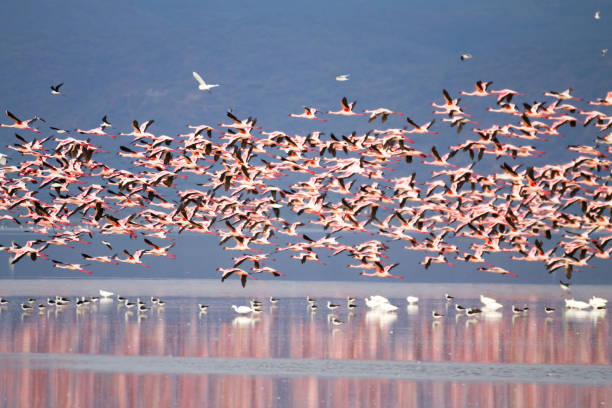 탄자니아 만다라 �호수에서 온 분홍색 플라밍고 무리 - lake manyara national park 뉴스 사진 이미지