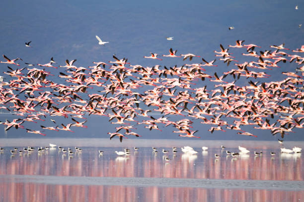Flock of pink flamingos from Lake Manyara, Tanzania Flock of pink flamingos from Lake Manyara, Tanzania. African safari arusha region stock pictures, royalty-free photos & images