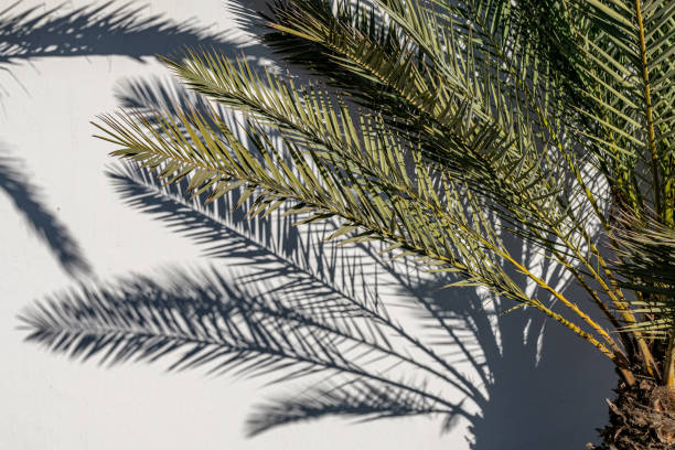 Palm tree with leaf shadows on white wall Palm tree with leaf shadows on white wall ornamental garden palm tree bush flower stock pictures, royalty-free photos & images