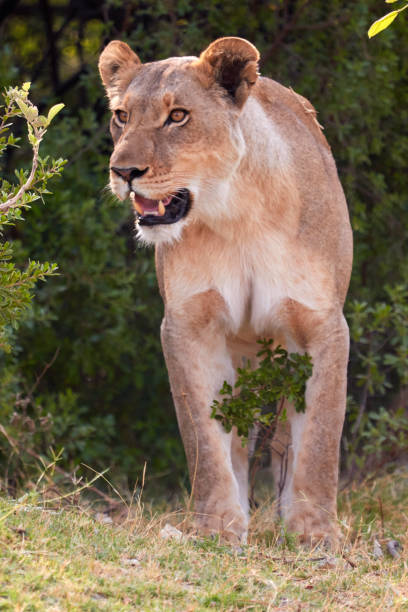 istock Big lioness waking up from her afternoon nap 1187867119