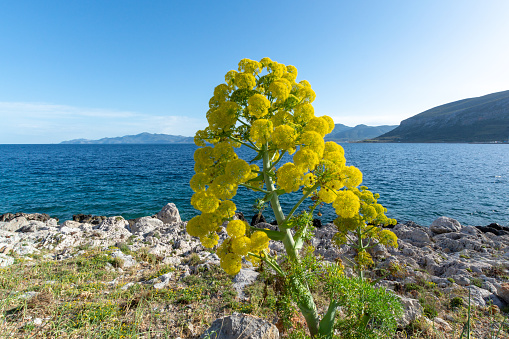 Ferula communis or giant fennel plant in blossom with big yellow umbrella flowers near Monamvasia, Greece