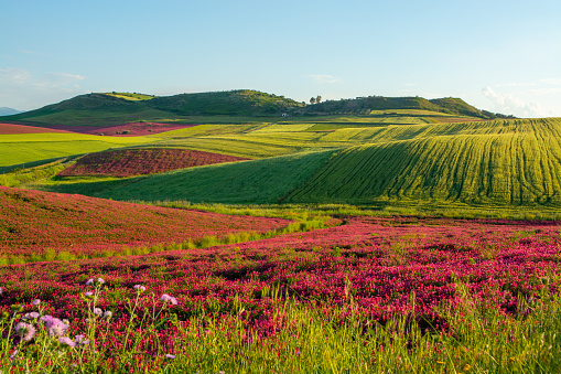 Landscape with red blossom of honey flowers sulla on pastures and  green wheat fields on hills of Sicily island, agriculture in South Italy