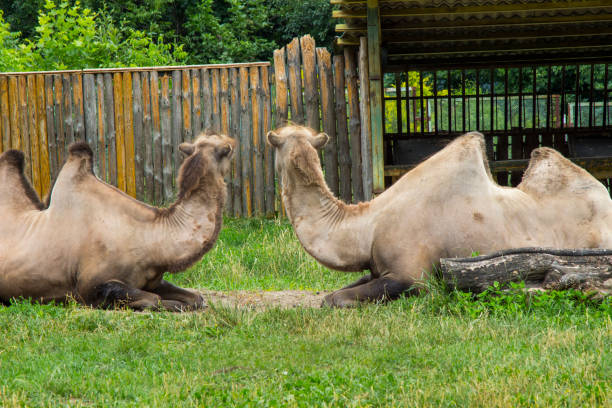 istock Environmental protection, zoo. Two two-humped camels lie on the grass 1187867952