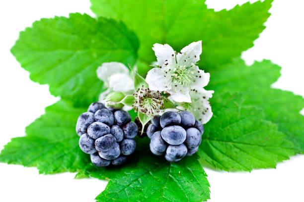 istock Blackberry with flowers and leaves 1187869436