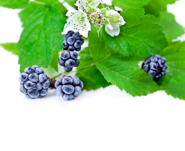istock Blackberry with flowers and leaves 1187869450
