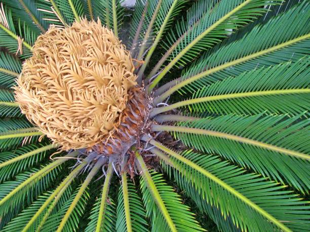 Female Cone Of Sago Palm Tree Flowering Plant Of Cycas Revoluta Close Up Stock Photo - Download Image Now - iStock Female Cone Of Sago Palm Tree Flowering Plant Of Cycas Revoluta Close Up Stock Photo - Download Image Now - iStock
