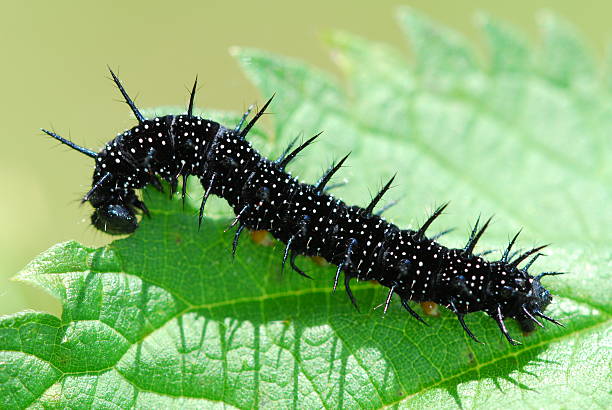 Caterpillar caterpillar of the day peacock eye  peacock butterfly stock pictures, royalty-free photos & images