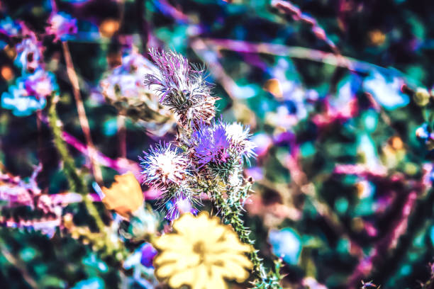 istock Colors of the nature 1187872069