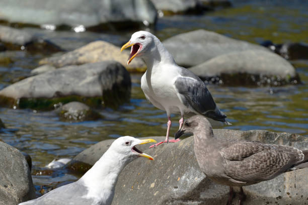 squawking seagulls sitting on rocks - canadian beach audio stock-fotos und bilder